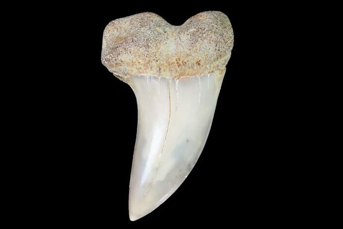 Mako Shark Tooth Fossil - Sharktooth Hill, CA #94664